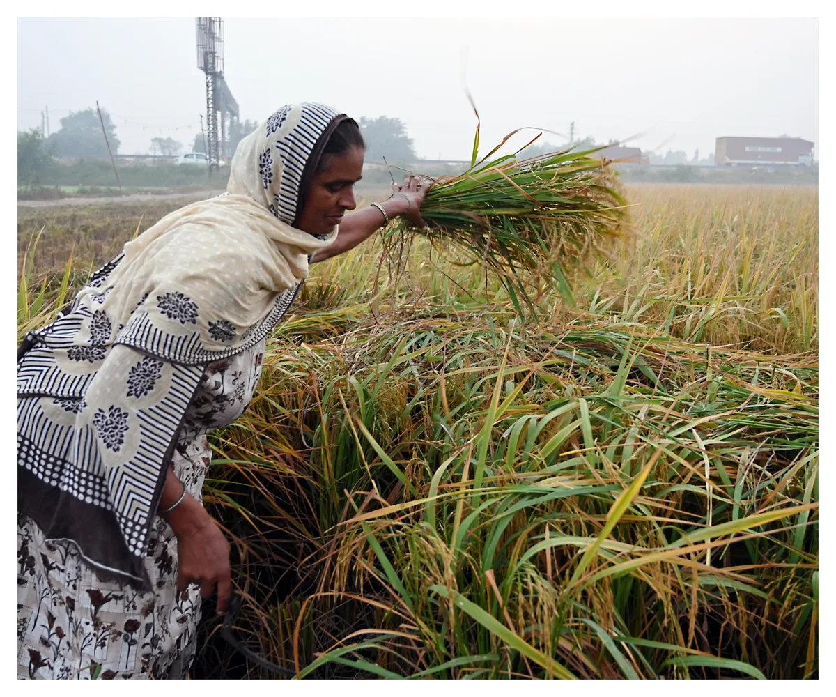 Equal access for women can lift India's farm output by ₹2 trillion: Report