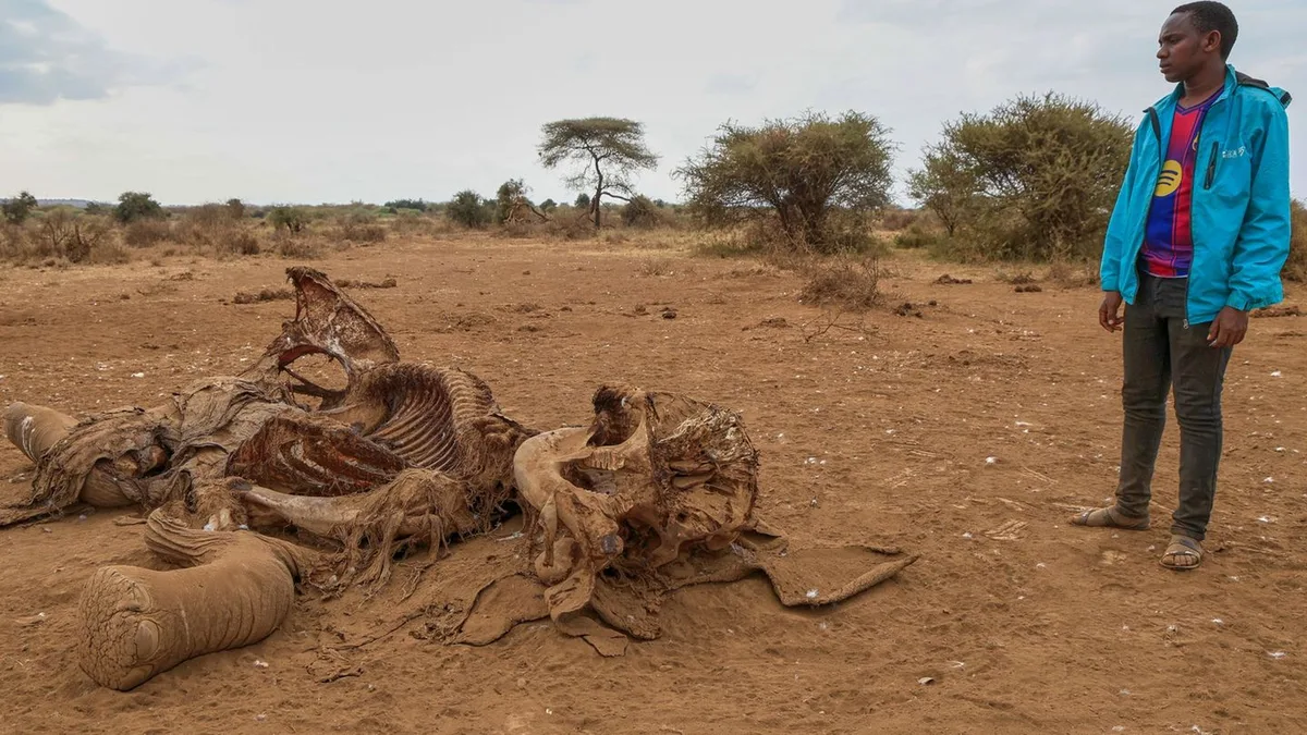 Vergiftete Elefanten: Vier Festnahmen nach Tod von 18 Elefanten in Kenia