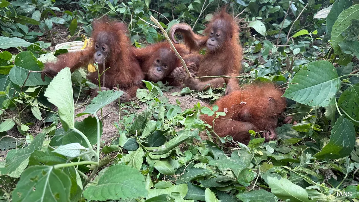 Baby Orangutans Found In Odisha Can Be Sent Home, But Process Is Long: Expert