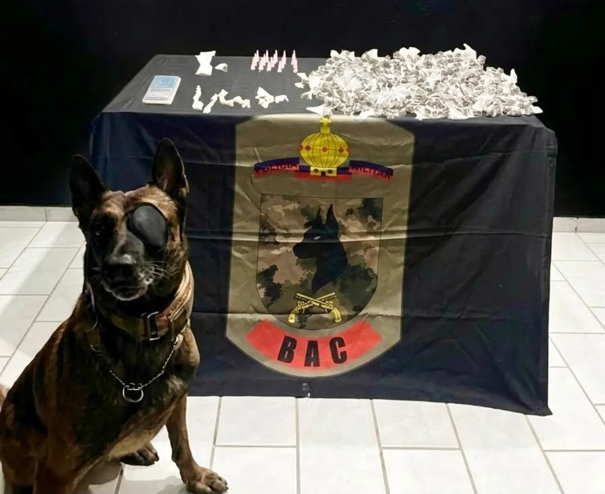 Após homicídio, cão farejador encontra drogas escondidas em mata em Jaguaré