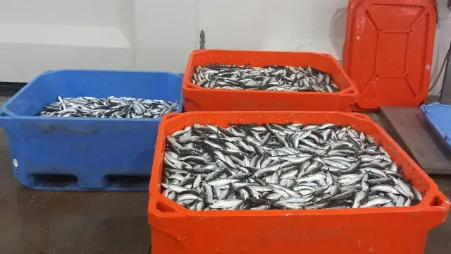 Apreendidos mais de 870 kg de sardinha por excesso de captura diária