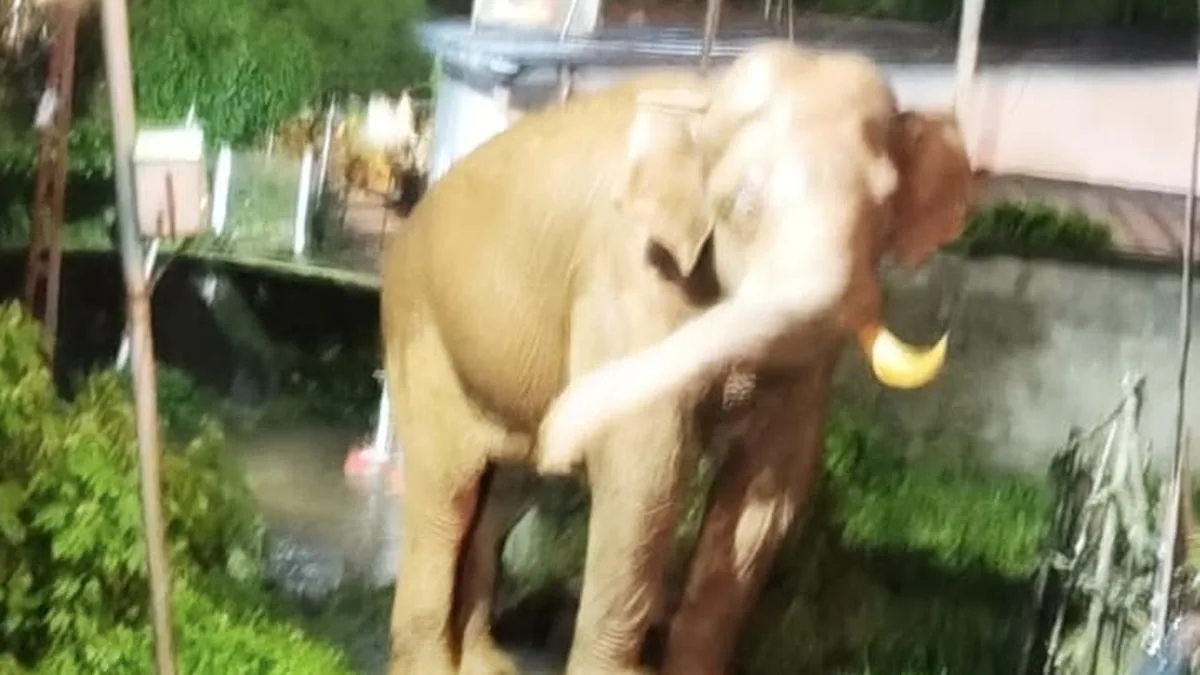 Wild elephant attack in Idukki kills cardamom plantation worker