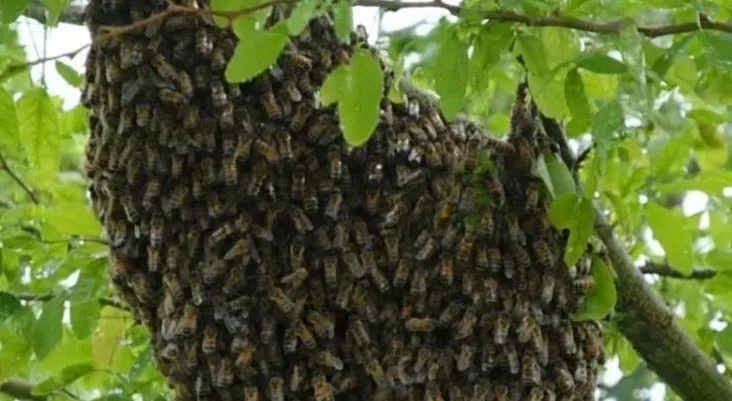 Ataque de abejas deja 14 estudiantes heridos en secundaria de Coyoacán
