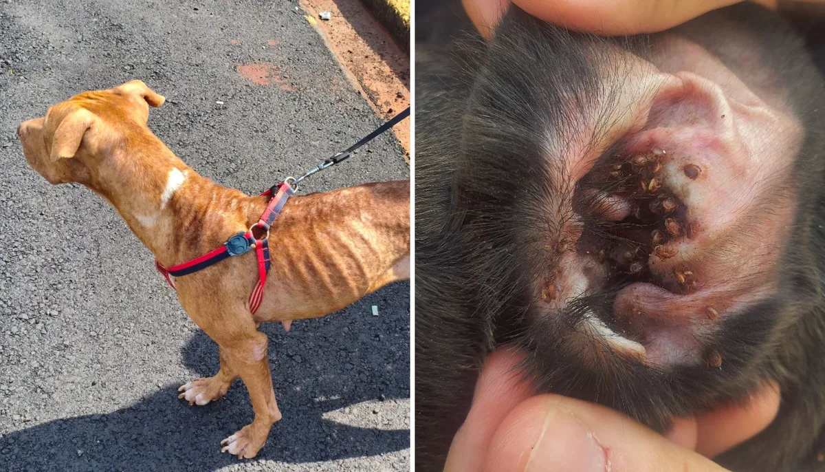 Mulher é presa por maus-tratos contra dois cães em Americana