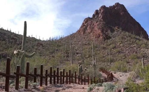 Nación indígena denuncia retiro de miles de cactus sagrados en Arizona; señala daños por construcción del muro fronterizo