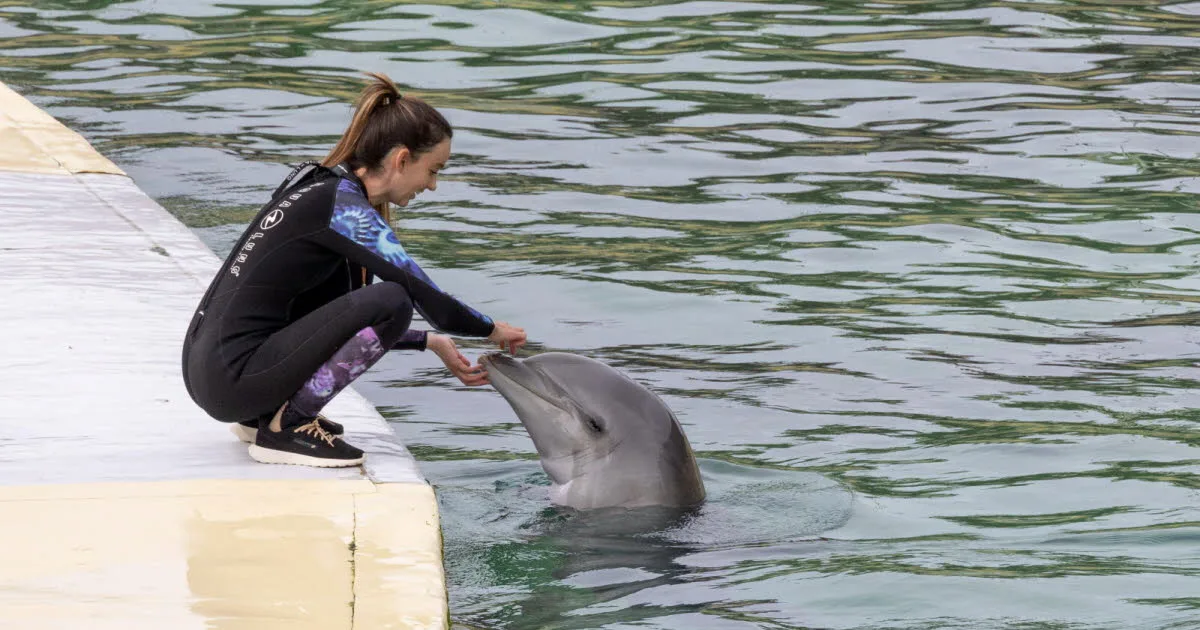 Animaux. Faute de moyens, le zoo de Beauval n'accueillera pas les dauphins du Marineland d'Antibes