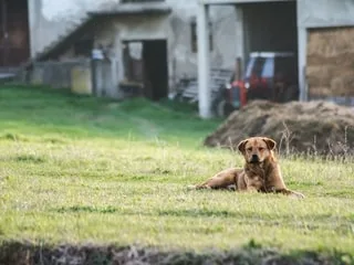 « Partis en vacances sans notre chien, nous avons été la cible d’un “lynchage public” sur les réseaux sociaux »