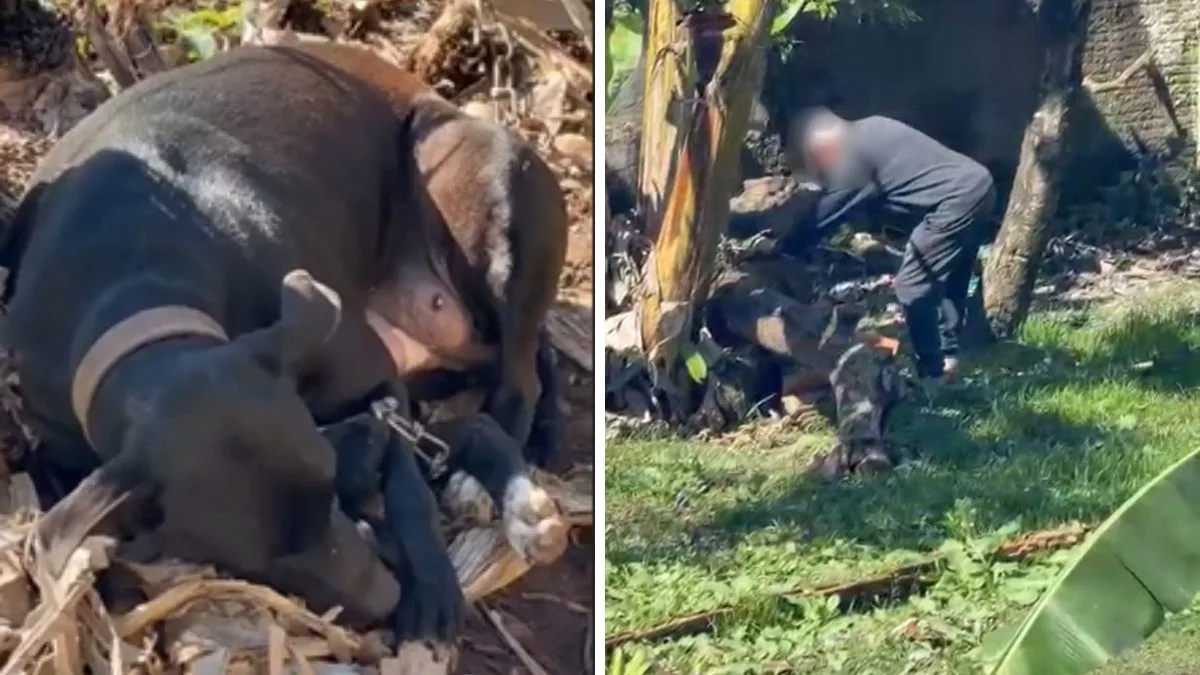 Idoso é preso durante ação após caso de filhotes mortos com facão em Joinville