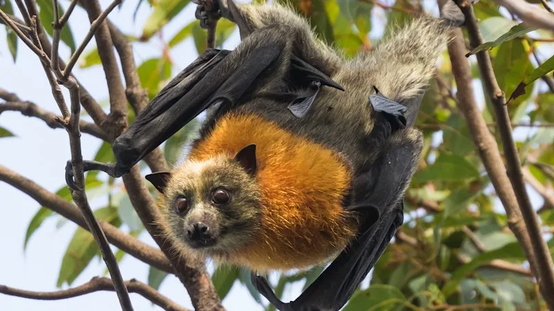Starving bats prompt warning to steer clear of colonies