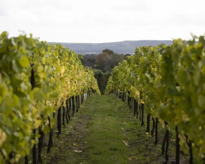 English winemakers expect ‘vintage year’ after record-breaking summer heat