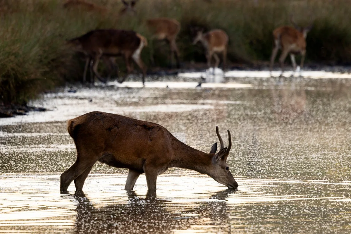 Deer put down after leaving elderly man with chest injuries in London park