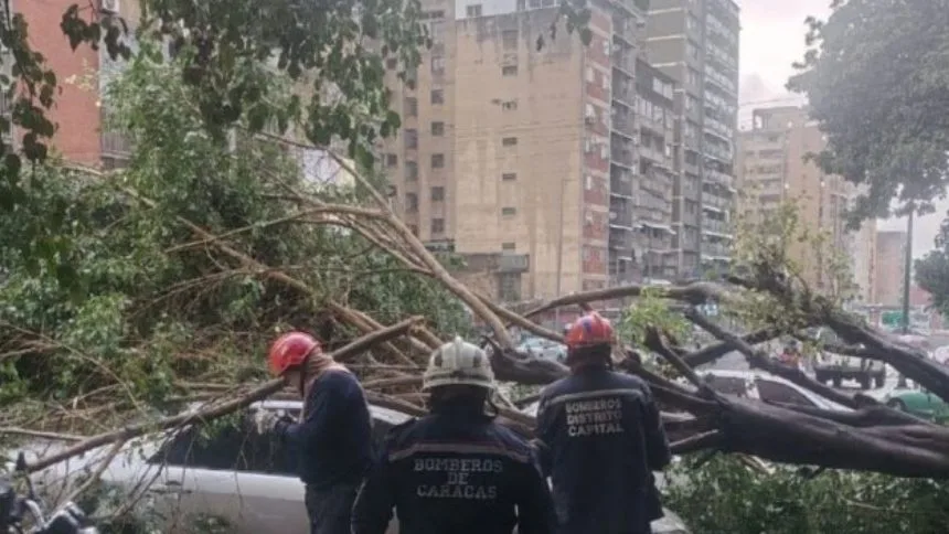EN FOTOS: Árbol de gran tamaño colapsó desde su base y cayó sobre dos carros en la avenida Panteón este 10-Oct