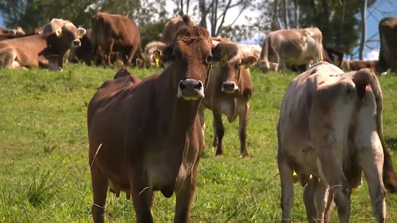 Fourth-generation dairy farming family can’t find home for their milk