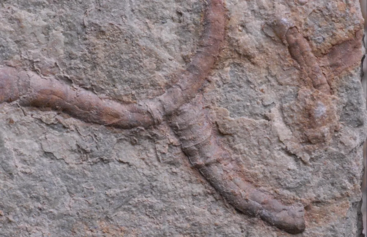 Ancient fossil from China reveals animal-microbe partnerships dating back 550 million years
