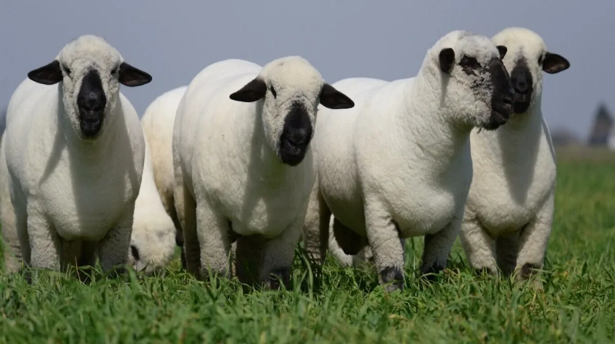 Las exportaciones de carne ovina crecieron un 34% durante el primer semestre