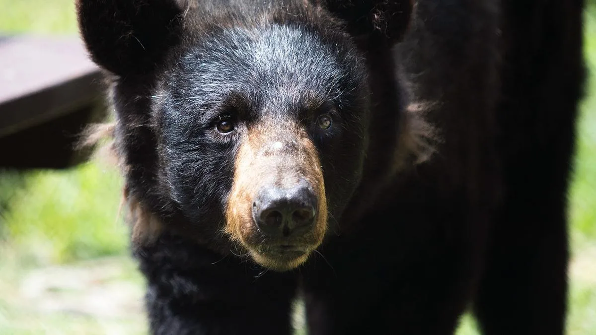 Bear steals gear from fire station
