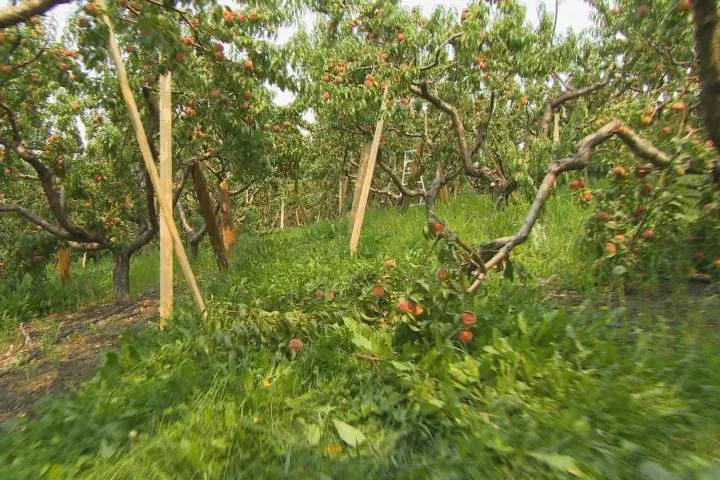 Summerland farmer was 12 hours away from harvesting crop when wildfire sparked