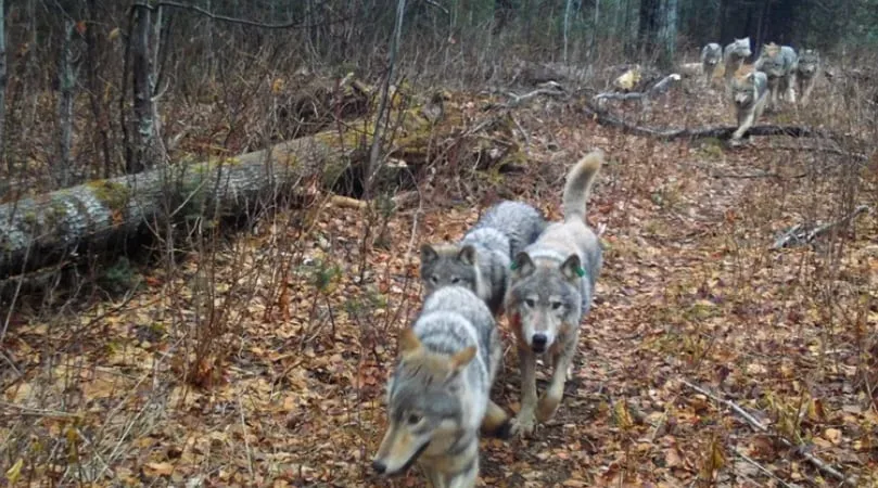 El aumento de la actividad de los lobos obliga a prohibir las carpas en 4 campamentos de un parque nacional hasta Halloween