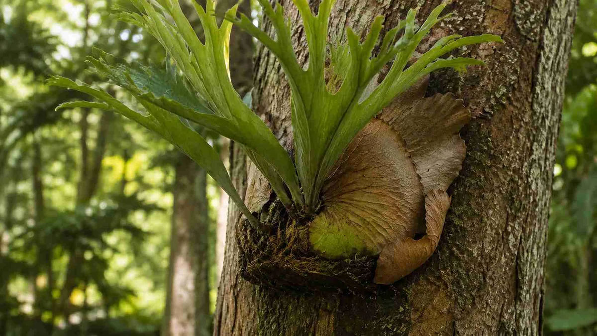 Chifre-de-Veado: 5 detalhes na fixação e irrigação que ajudam essa epífita a crescer de forma mais próxima ao ambiente natural