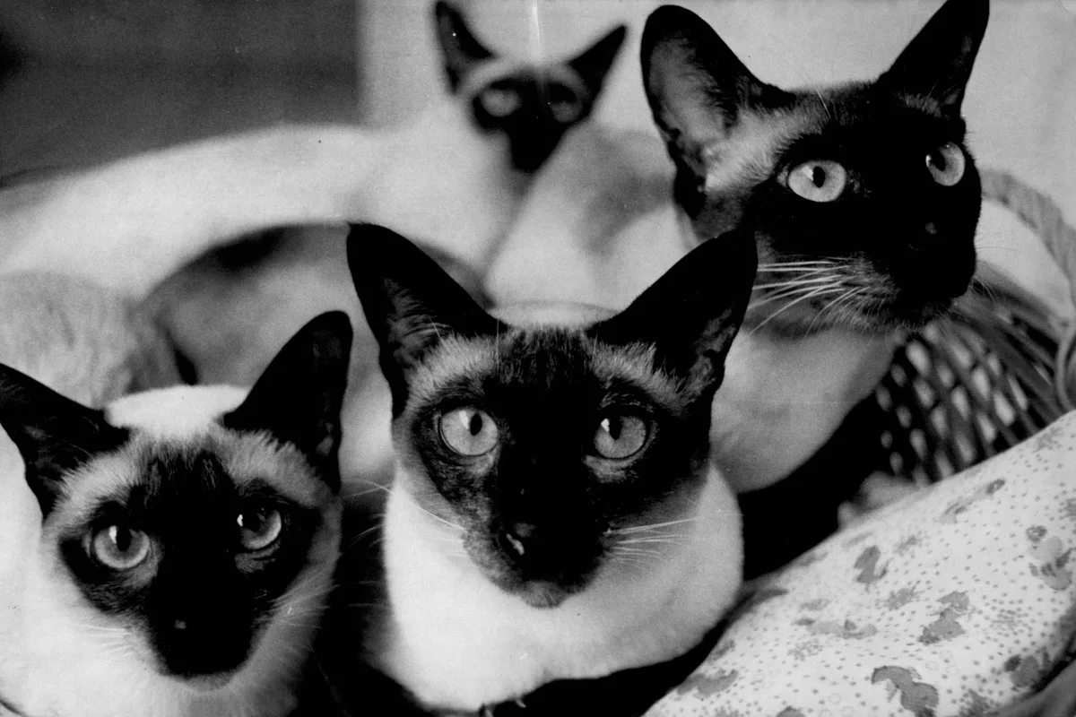 Os gatos estão ficando mais mansos? Ou são as pessoas que estão mudando?