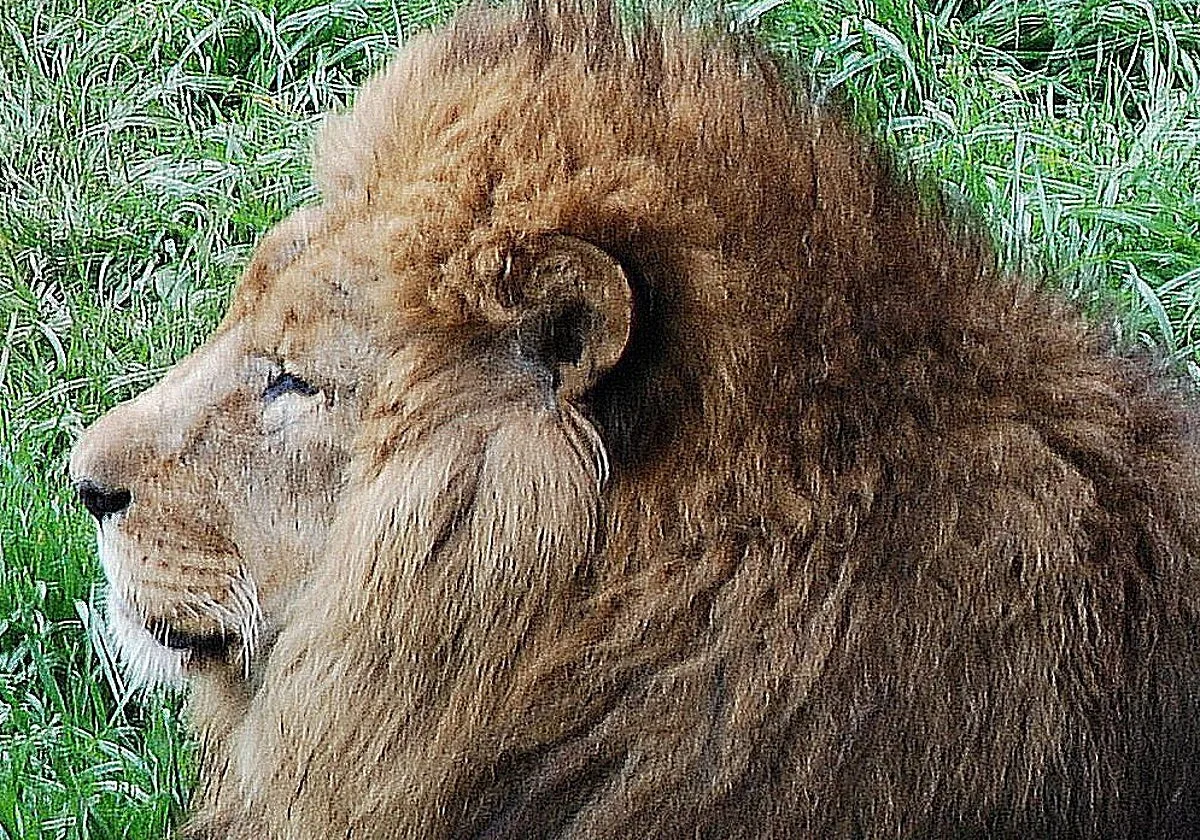 «No me creo que haya un león suelto, pero el mundo está lleno de locos»