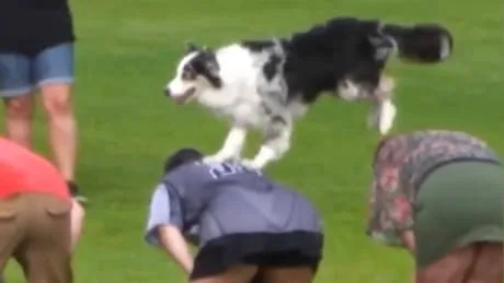 Wau-Wau-Weltrekord! - Hund schreibt Guinness-Geschichte