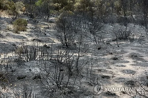 산불에 휩싸인 북아프리카 알제리…12명 사망