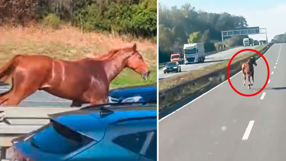 Wildwest in Westfalen: Pferd legt kompletten Verkehr auf der A2 lahm
