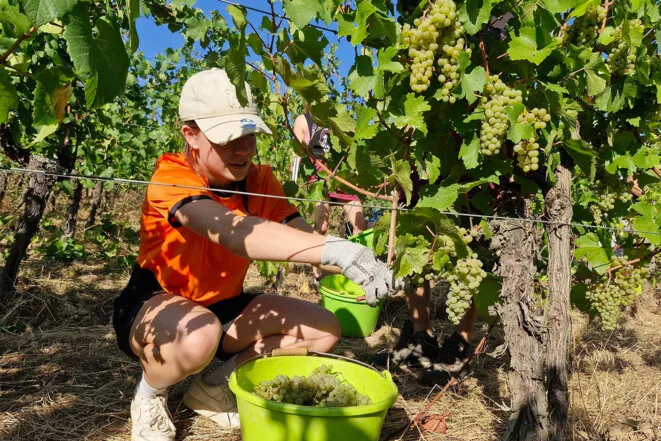 En pleine sécheresse, des vignes alsaciennes résistent sans irrigation