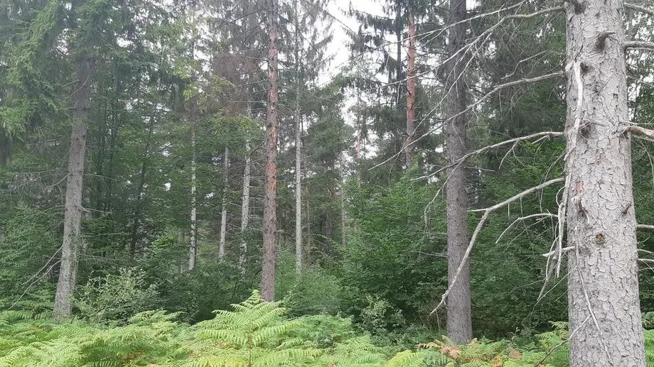 Sécheresse, parasites, incendies : les forêts de l’Yonne sous pression après un été trop chaud