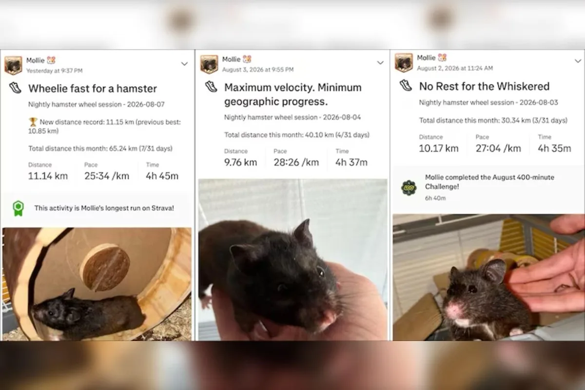 Terror do Strava: hamster consegue percorrer 70 km por semana na rodinha