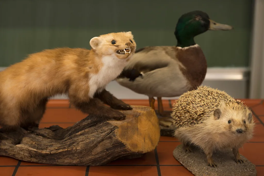 Quem inventou a taxidermia?