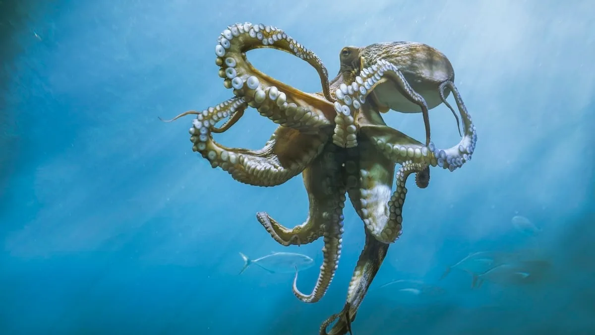 Tiere breiten sich rasant aus - Kraken-Invasion in der Nordsee!