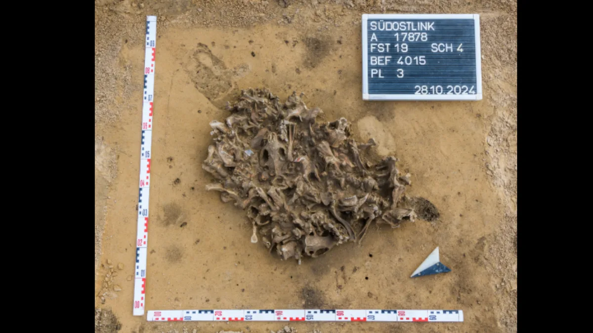 7,000-year-old beaver bone pit reveals how Europe’s first farmers used animal fur