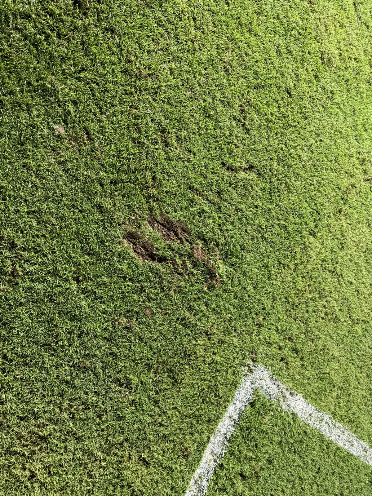 Veja fotos do gramado da Vila Belmiro na partida entre Santos e Palmeiras