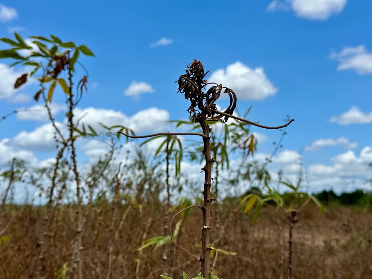 Amapá tem 15 municípios em emergência federal devido à vassoura-de-bruxa