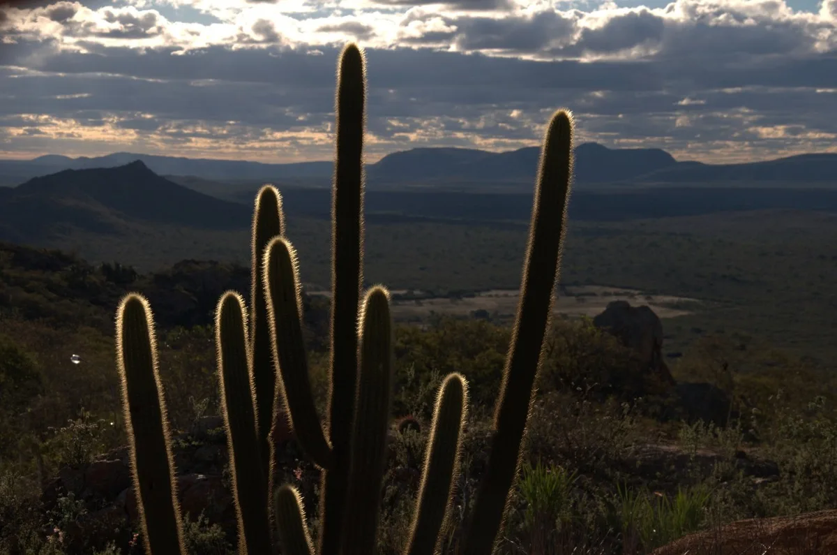 Caatinga respondeu por quase 40% das remoções de gases de efeito estufa no Brasil em 2022, aponta pesquisa da UFCG