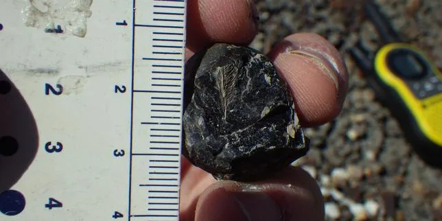 Une plume retrouvée dans une crotte de dinosaure a été identifiée