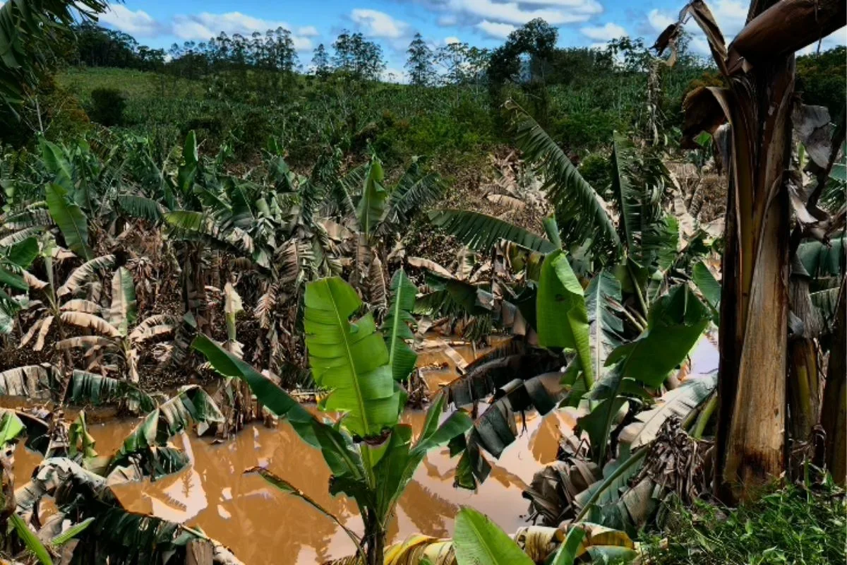 Cheia histórica no Vale do Ribeira afeta 11,2 milhões de pés de banana e gera prejuízo milionário