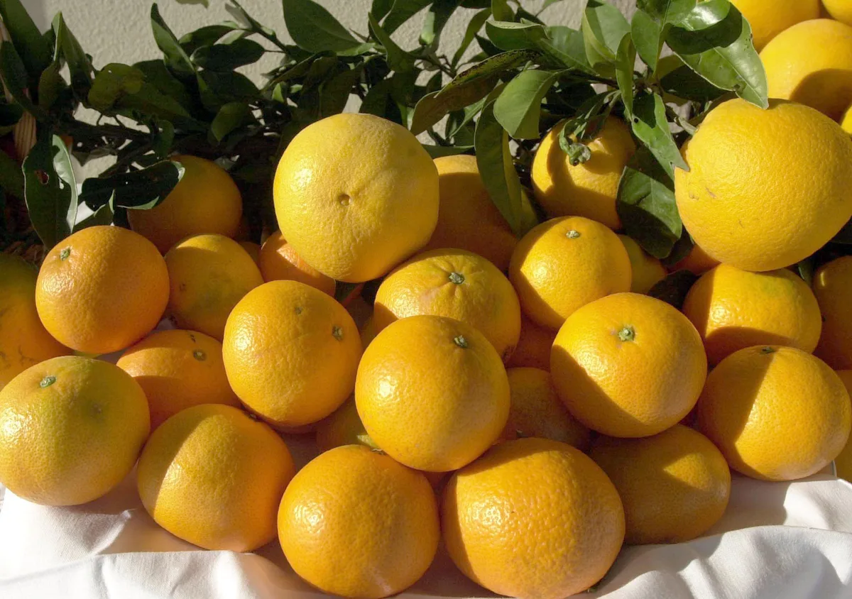 Laranjas no verão fazem mal? Nutricionista desmonta o mito