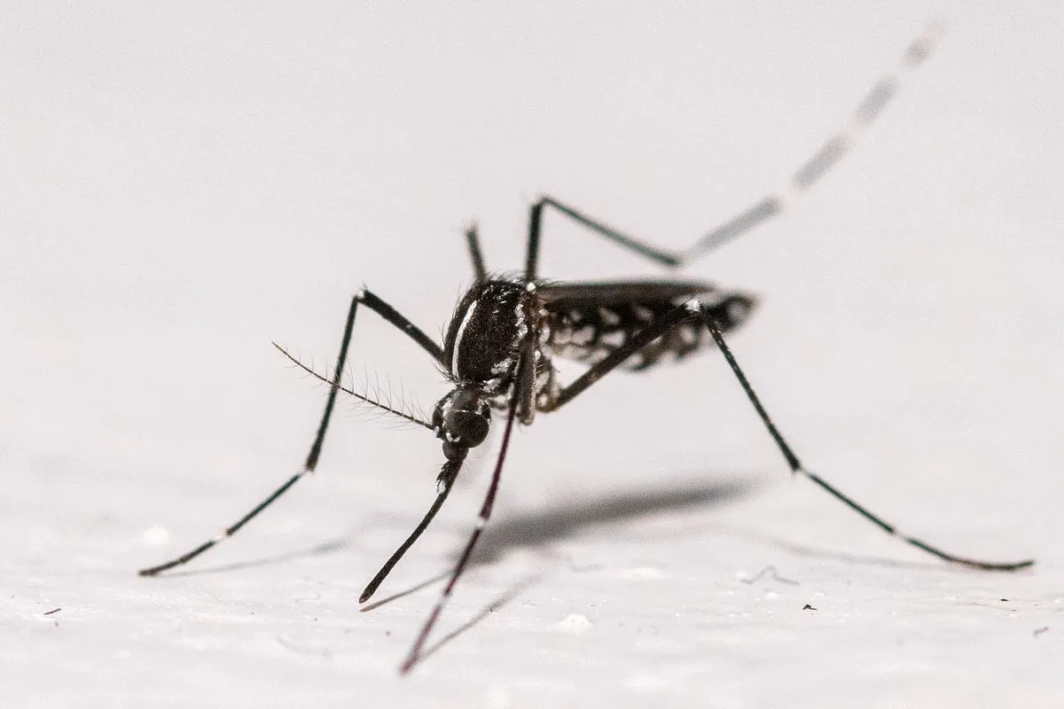 UK mosquito numbers could increase in September due to warm weather