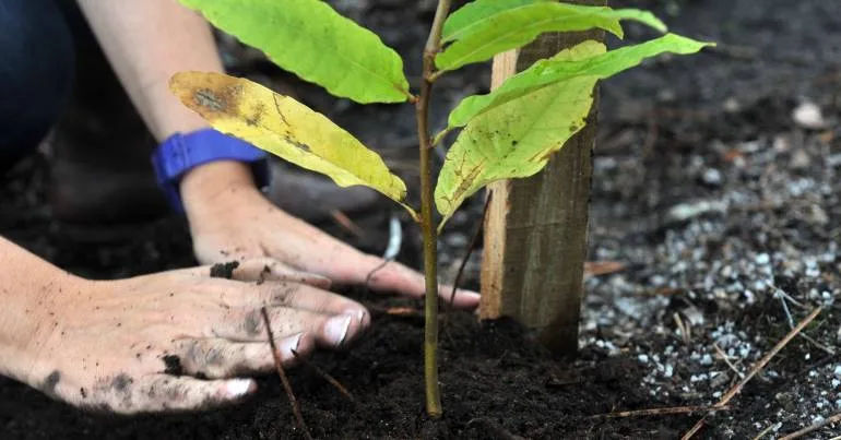 Bosque CineEco em Seia: plantadas primeiras 32 árvores