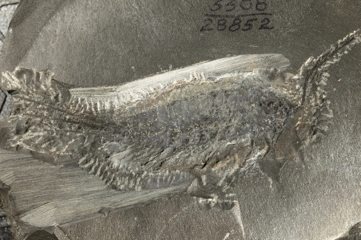Un fósil de 324 millones de años muestra cómo conquistaron la Tierra los insectos