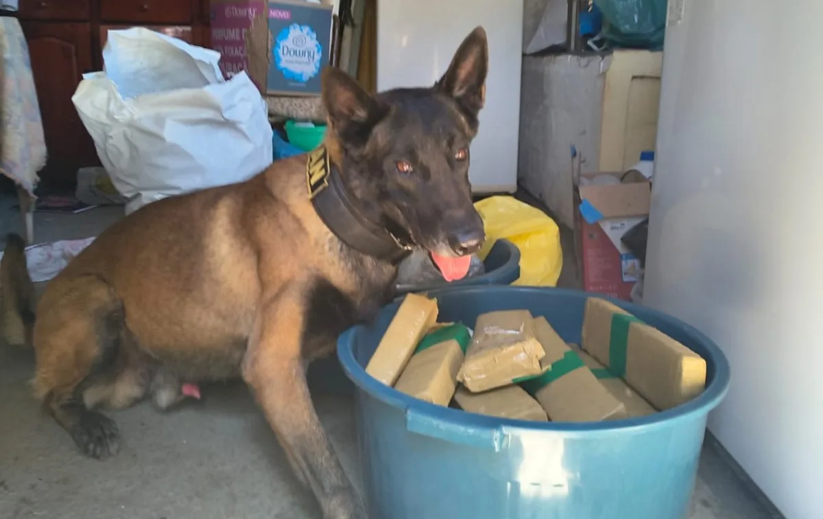 Polícia apreende mais de 50 kg de drogas em sítio de idosos na zona rural de Itatiba; casal foi preso