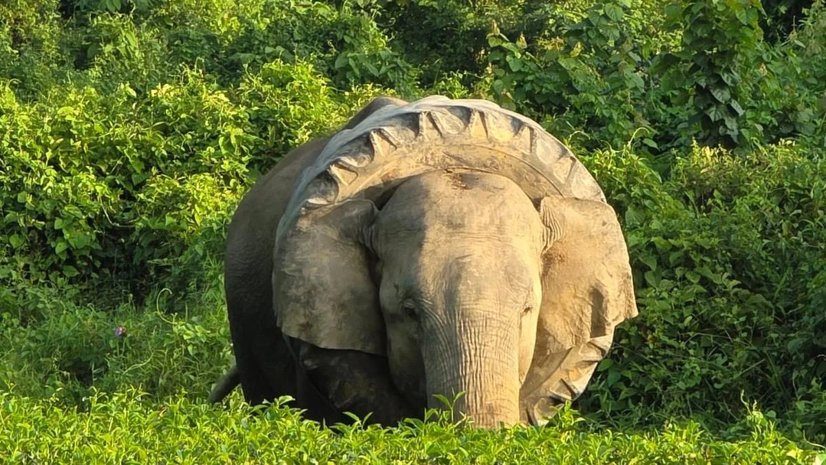Elephants facing anthropogenic hazards in Assam