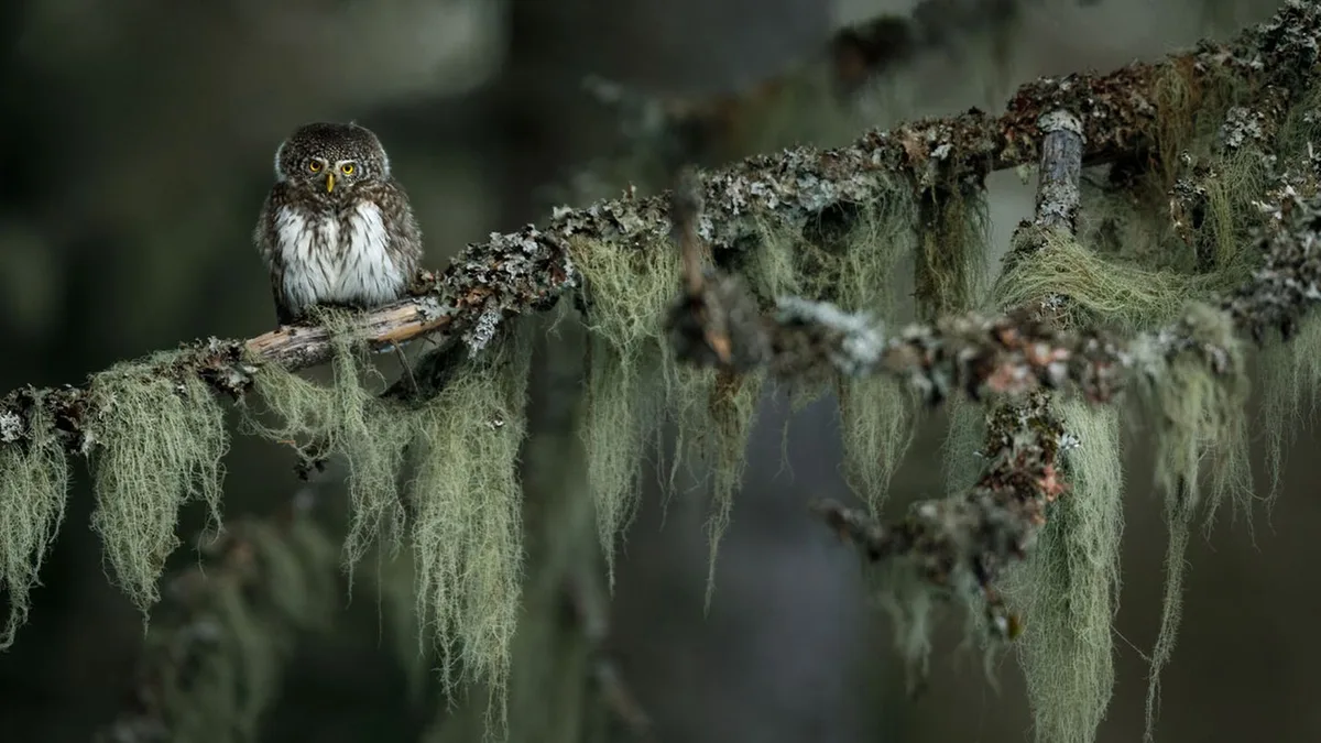 Fritz Pölking Preis: Preisgekrönte Bilder zeigen den Zauber der Wildnis