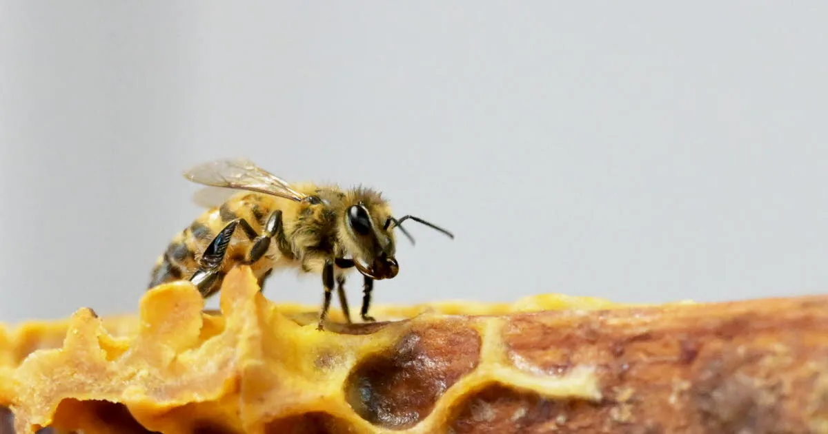 Sciences. Pourquoi la Nasa a-t-elle envoyé plus de 3 000 abeilles dans l'espace ?