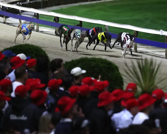Gone to the dogs: racing fans mourn closure of ‘Wenty’, Sydney’s historic greyhound track