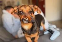 Você não pode tratar o cachorro da mesma maneira que um gato: médica veterinária explica o perigo de achar que ambos são iguais