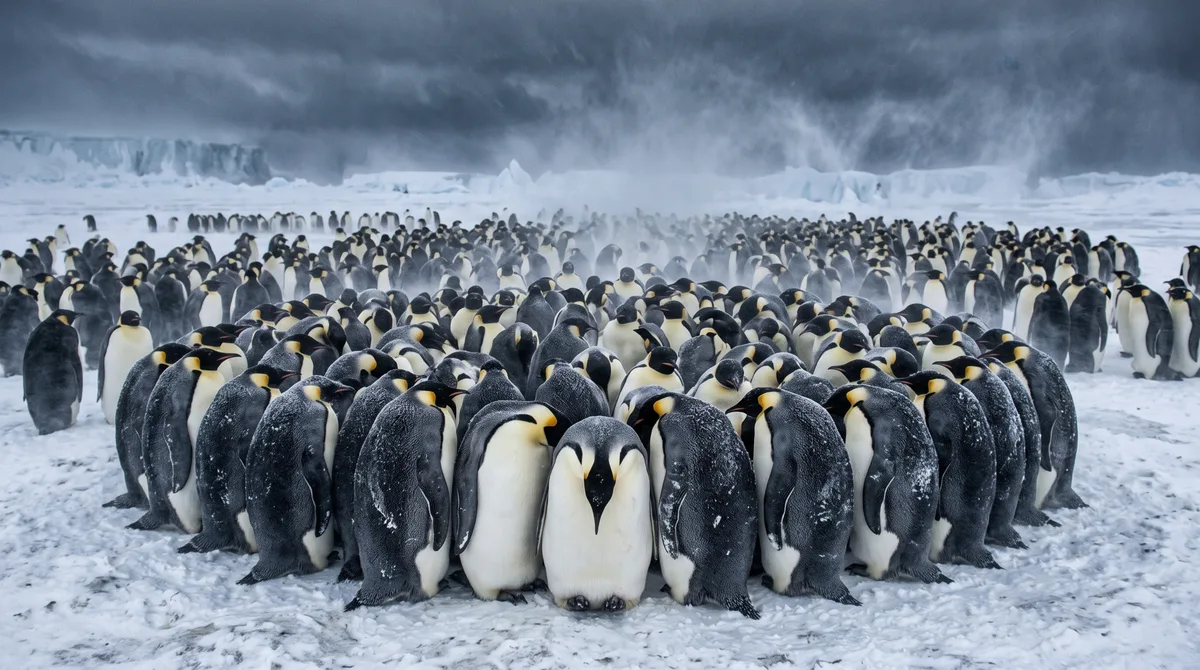 Pinguim-imperador macho passa cerca de 4 meses sem comer enquanto mantém o único ovo sobre os pés no inverno da Antártida, e a forma como ele enfrenta o frio depende de um comportamento coletivo pouco conhecido